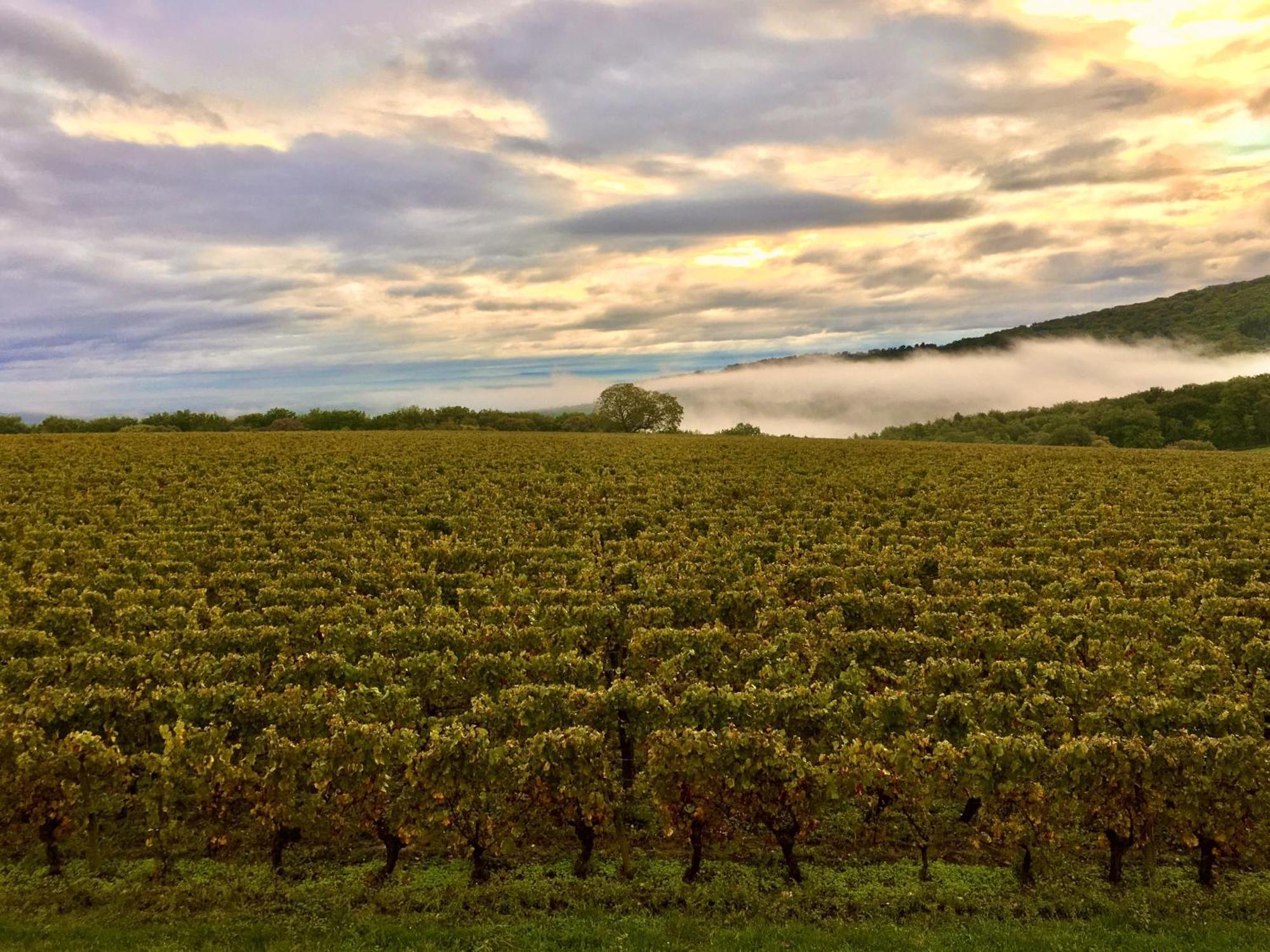 Domaine Joseph Lafarge Wine Resort Winemaker House La Maison Du Negociant Lugny Exterior foto